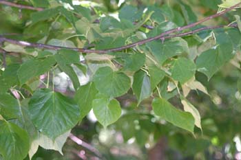 Tilo plateado (Tilia tomentosa)