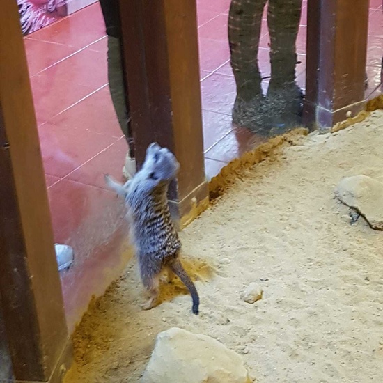 2020_02_28_Granja de los Cuentos_CEIP FDLR_Las Rozas 19