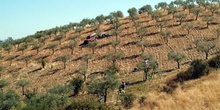 Olivos en sierra de Gata, Cáceres