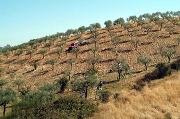 Olivos en sierra de Gata, Cáceres