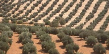 Olivo - Olivar (Olea europaea)