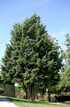 Ciprés de Monterrey - Porte (Cupressus macrocarpa)