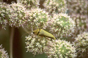 Lepturobosca virens