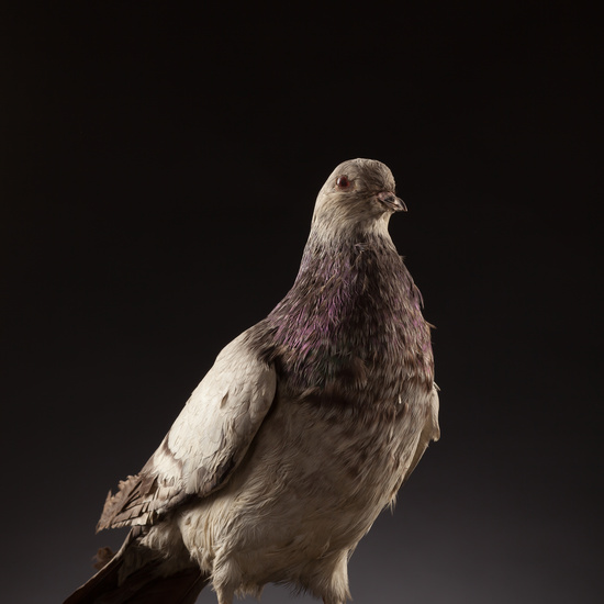 IES_CERVANTES_BIOLOGIA_029