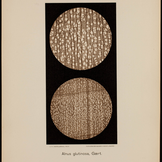 IES_CARDENALCISNEROS_BOTÁNICA_II_LÁMINAS_057