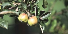 Manzano (Malus pumilla)