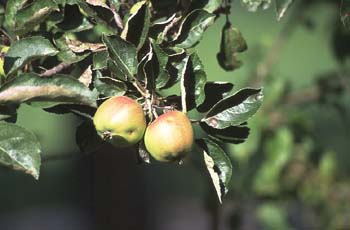 Manzano (Malus pumilla)