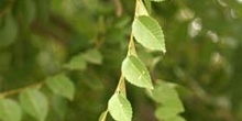 Olmo de Siberia - Hojas (Ulmus pumilla)