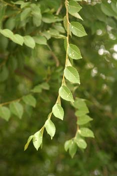 Olmo de Siberia - Hojas (Ulmus pumilla)