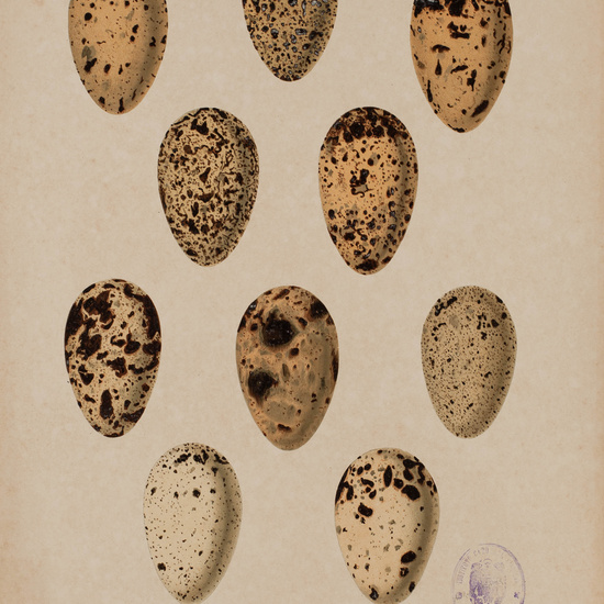 IES_CARDENALCISNEROS_AVES_LAMINAS_149