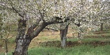 Cerezo - Porte (Prunus avium)