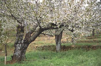 Cerezo - Porte (Prunus avium)