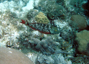 Pez loro (Scarus sp.)