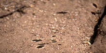 Zapatero de agua (Gerris lacustris)