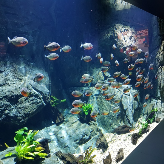 Fotos Aquarium Xanadú 3ºB 19
