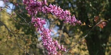 árbol del amor - Flor (Cercis siliquastrum)