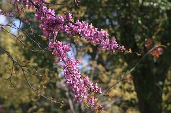 árbol del amor - Flor (Cercis siliquastrum)