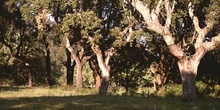 Alcornoque - Bosque (Quercus suber)