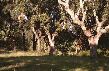 Alcornoque - Bosque (Quercus suber)