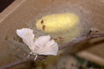 Mariposa de la seda - Imago (Bombyx mori)