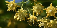 Tilo común - Flores (Tilia platyphyllos)