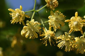 Tilo común - Flores (Tilia platyphyllos)