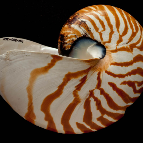 IES_ISABELLACATOLICA_BIOLOGIA_503