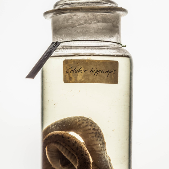 IES_CARDENALCISNEROS_CIENCIASNATURALES_265