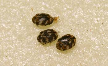 Escarabajo de los museos (Anthrenus verbasci)