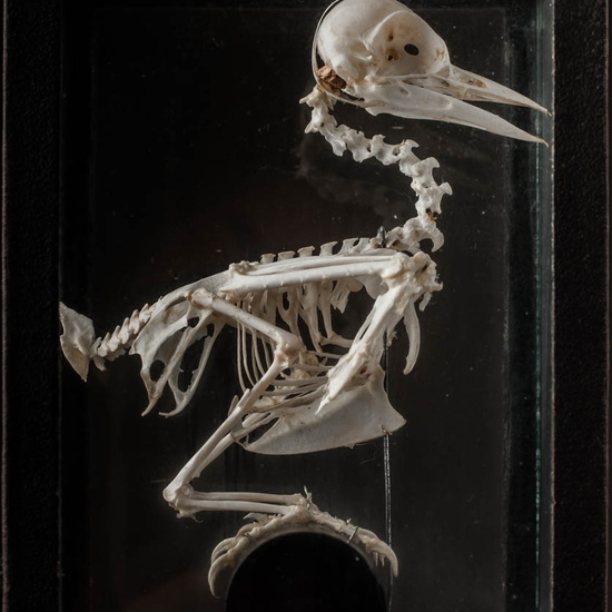 IES_ISABELLACATOLICA_BIOLOGIA_254