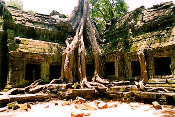 Raíces sobre templo, Angkor, Camboya