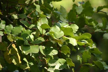 Algarrobo - Hoja (Ceratonia siliqua)