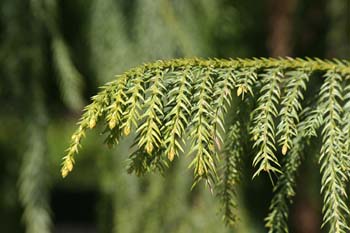 Taiwania (Taiwania cryptomerioides)