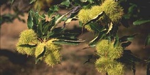 Castaño - Fruto (Castanea sativa)