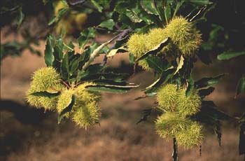 Castaño - Fruto (Castanea sativa)