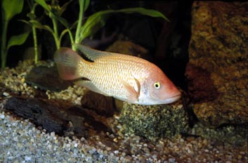 Tilapia (Thylapia sp.)