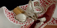 Oido interno