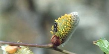 Sarga negra - Flor masc. (Salix atrocinerea)