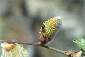 Sarga negra - Flor masc. (Salix atrocinerea)