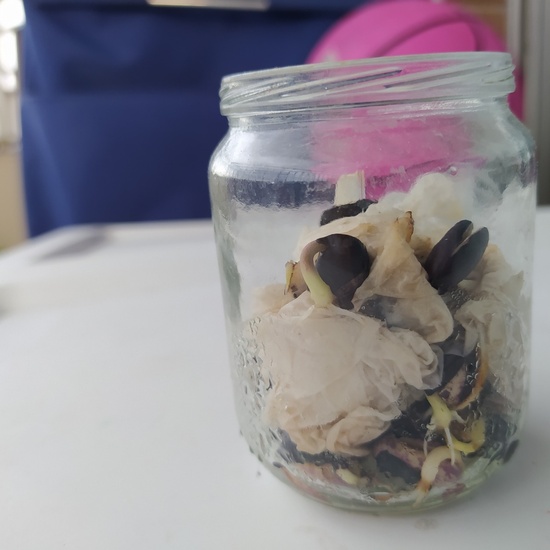 2020_05_07_El huerto en abril_CEIP FDLR_Las Rozas 12