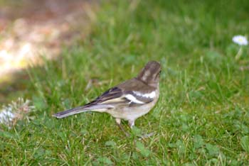 Pinzón común - Hembra (Fringilla coelebs)
