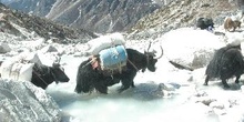 Yaks cargando equipo de una expedición