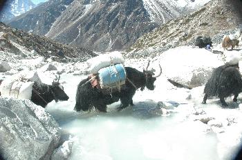 Yaks cargando equipo de una expedición