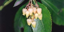 Madroño - Flor (Arbutus unedo)