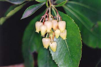 Madroño - Flor (Arbutus unedo)