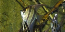 Pez angel escalar alto (Pterophyllum altum)