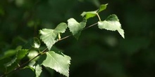 Abedul - Hojas (Betula pubescens)