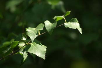 Abedul - Hojas (Betula pubescens)