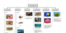 INVERTEBRATES 
