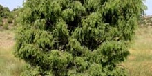Enebro común - Porte (Juniperus communis)